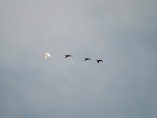 birds in flight