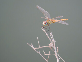 dragonfly on a branch
