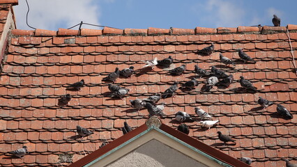 Gołębie siedzące na dachu  © tomo81