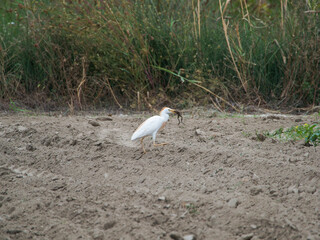 snowy egret in the field