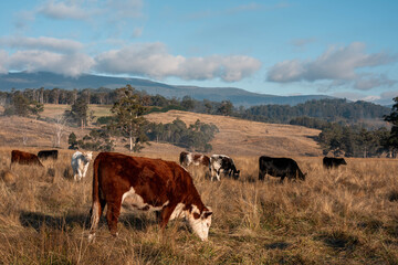 beautiful cattle in Australia  eating grass, grazing on pasture. Herd of cows free range beef being regenerative raised on an agricultural farm. Sustainable farming
