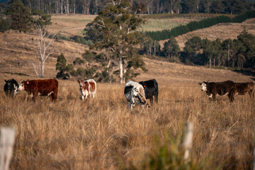beautiful cattle in Australia  eating grass, grazing on pasture. Herd of cows free range beef being regenerative raised on an agricultural farm. Sustainable farming