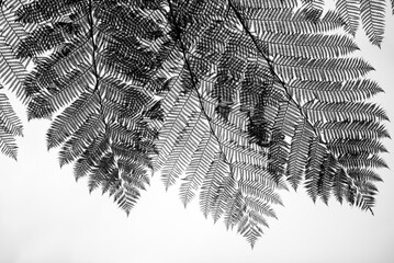 Image of a fern leaf on a white background