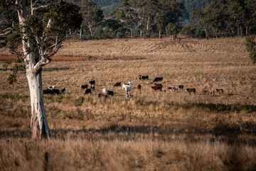 beautiful cattle in Australia  eating grass, grazing on pasture. Herd of cows free range beef being regenerative raised on an agricultural farm. Sustainable farming