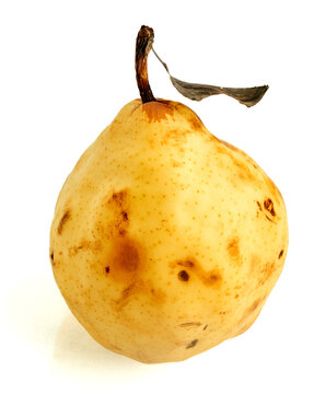 Bruised pear with stem and leaf  isolated on white background
