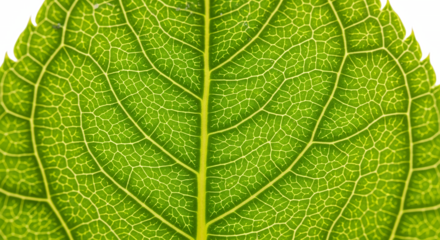 Close Up of Vibrant Green Leaf Veins Detailed Texture Natural Background Macro Photography