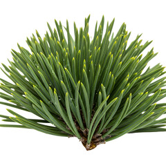 Obraz premium Close Up of Young Pine Tree Branch with Fresh Green Needles Isolated on Black Background