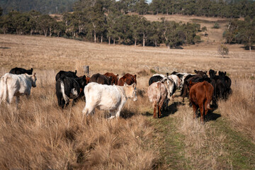 beautiful cattle in Australia  eating grass, grazing on pasture. Herd of cows free range beef being regenerative raised on an agricultural farm. Sustainable farming