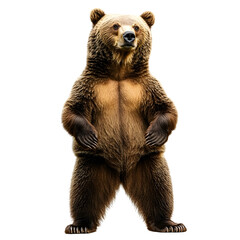 Majestic Brown Bear Standing Upright with Arms Raised in Forest Clearing