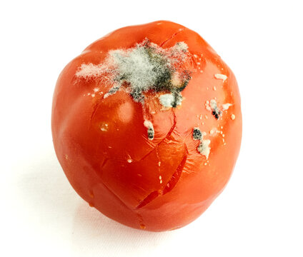A spoiled tomato with visible mold growth  isolated on white background
