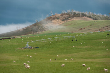 Merino sheep, grazing and eating grass in New zealand on irrgation pivot crop pasture