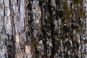 the tree trunk's bark with mosss