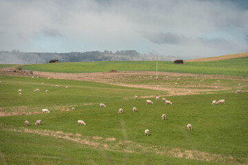 Merino sheep, grazing and eating grass in New zealand on irrgation pivot crop pasture