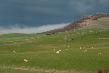 Obraz premium Merino sheep, grazing and eating grass in New zealand on irrgation pivot crop pasture