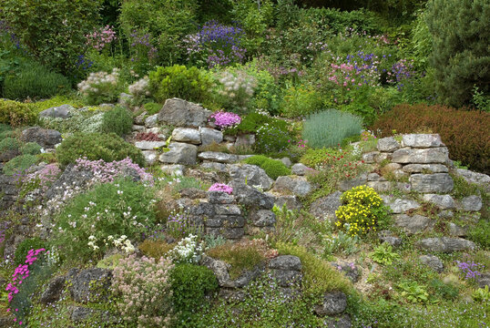 Rocaille,  oeillet, Mur en pierres, Jardin botanique F&eacute;lix Stamm, Thaygen, Suisse