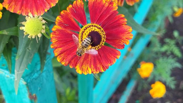 A little bee collects nectar from the orange helenium flowers in the park's flower bed