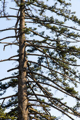 Fototapeta premium view of the tree against the blue sky