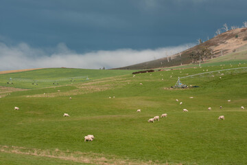 Merino sheep, grazing and eating grass in New zealand on irrgation pivot crop pasture