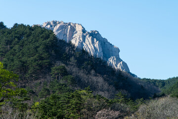 Obraz premium rocky mountain peak on the greenery forest