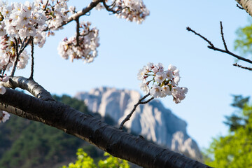 cherry blossoms and rocky mountain peak