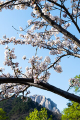 cherry blossoms and rocky mountain peak