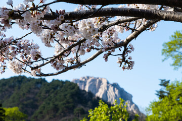 cherry blossoms and rocky mountain peak