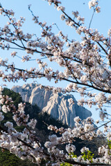 cherry blossoms and rocky mountain peak