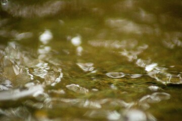 Abstract Nature of Water and Leaves Macro Texture
