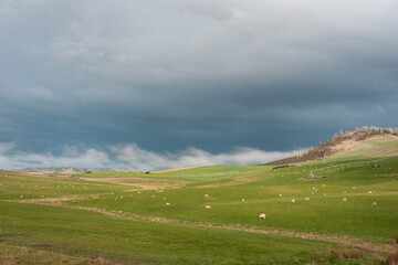 Merino sheep, grazing and eating grass in New zealand on irrgation pivot crop pasture