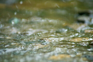Abstract Nature of Water and Leaves Macro Texture
