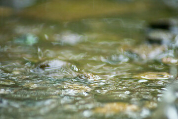 Abstract Nature of Water and Leaves Macro Texture