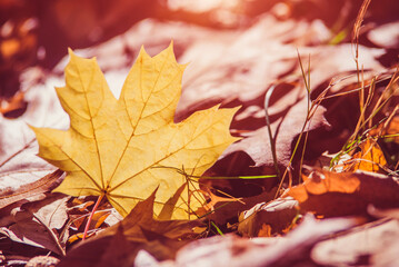 Autumn background-maple leaves fallen leaves lying on the grass
