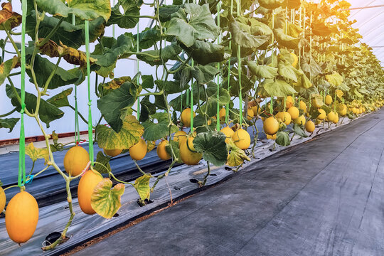 Melon,Cantaloupe melons growing in greenhouse supported by string net. Melon crop in vegetative stage under greenhouse. Golden melon fruit grown in organic farm. Hydroponic green house with melon tree - Powered by Adobe