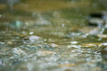 Abstract Nature of Water and Leaves Macro Texture
