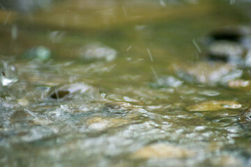 Abstract Nature of Water and Leaves Macro Texture