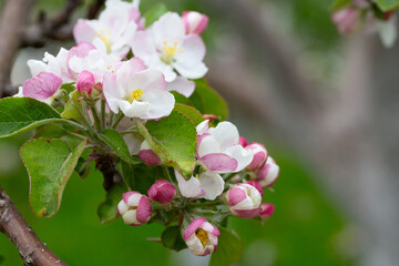 Blooming apple blossom. Garden apple tree