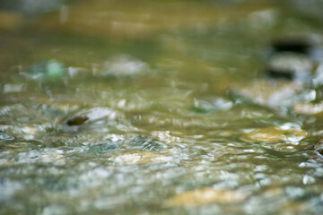 Abstract Nature of Water and Leaves Macro Texture