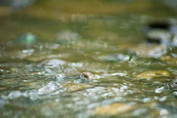 Abstract Nature of Water and Leaves Macro Texture