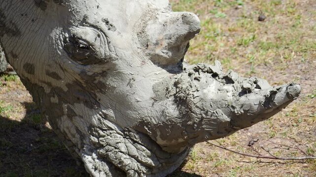 Lose-up of a rhinoceros with a mud-covered horn grazing on dry grass in the sunlight