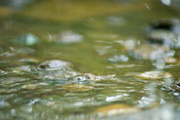 Abstract Nature of Water and Leaves Macro Texture