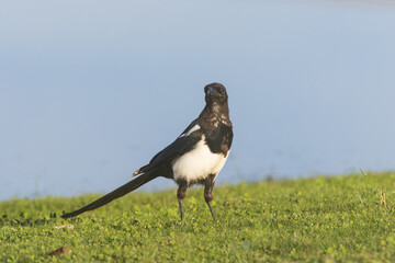 Black-billed magpie (Pica hudsonia) standing on green grass near Shugru Reservoir in Lassen County, California.