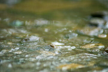 Abstract Nature of Water and Leaves Macro Texture