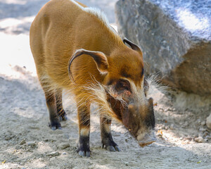 Red river hog with funny looking face © Bugu