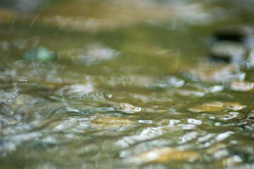 Abstract Nature of Water and Leaves Macro Texture