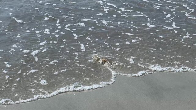 Atlantic ghost crab on the sand of the beach shore with water coming over it