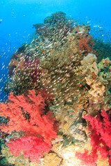 Spectacular image of a colorful and frenetic reef with glass fish moving at high speed.