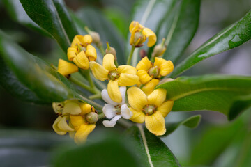 Pittosporum tobira Yellow and white flowers macro photo. known by many common names including Australian laurel,Japanese pittosporum, mock orange, and Japanese cheese tree, is a species of sweet