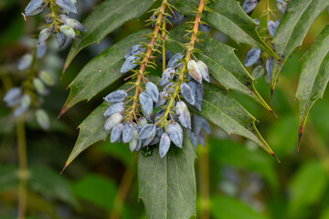 Mahonia aquifolium plant with blue fruits, ornamental evergreen plant