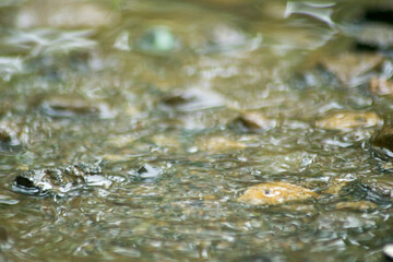 Abstract Nature of Water and Leaves Macro Texture