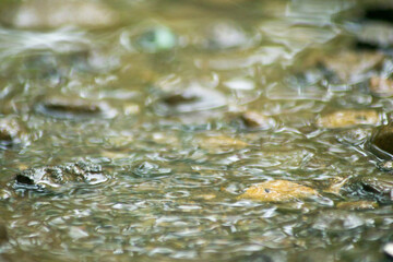 Abstract Nature of Water and Leaves Macro Texture